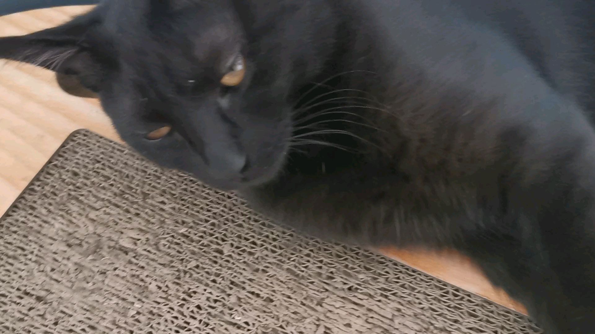 每日撸猫一分钟